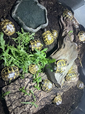 Griechische Landschildkröten THB Nachzuchten 2025