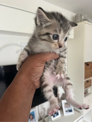 Siam Bengal BKH für Allergiker Abgabebereit  Bild 2