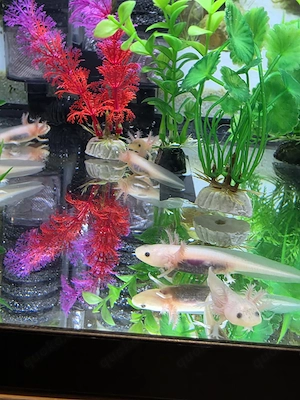 18 kleine Lottis suchen neuen Wirkungskreis Bild 2