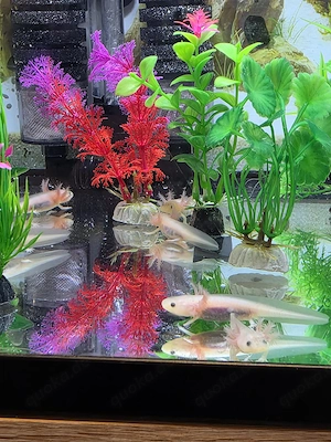 18 kleine Lottis suchen neuen Wirkungskreis Bild 3