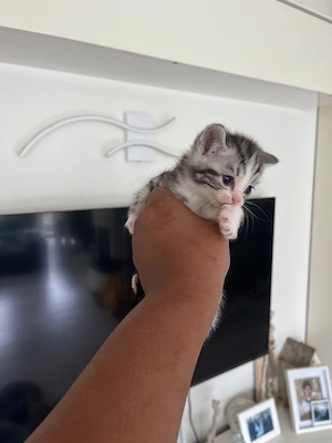 BKH Tabby 