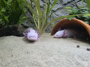 18 kleine Lottis suchen neuen Wirkungskreis Bild 5