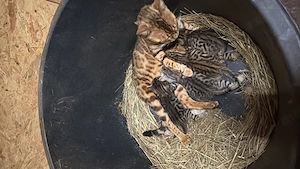 Bengal mix baby