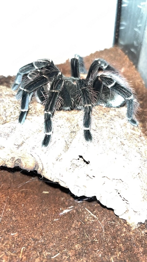 pamphobeteus sp Machalla 0.1 Adult 