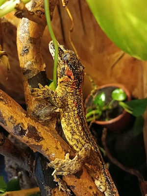 höckerkopfgecko (rhacodactylus auriculatis) 1,2