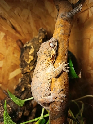 höckerkopfgecko (rhacodactylus auriculatis) 1,2 Bild 3