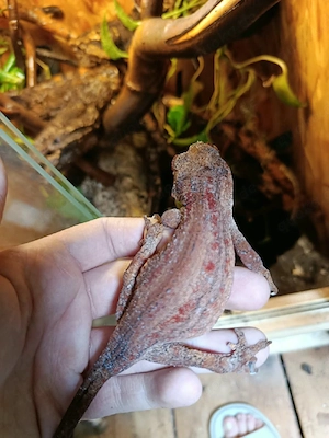 höckerkopfgecko (rhacodactylus auriculatis) 1,2 Bild 4