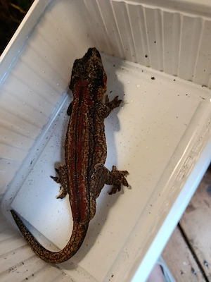 höckerkopfgecko (rhacodactylus auriculatis) 1,2 Bild 2