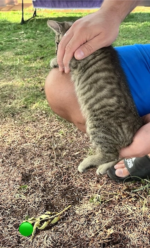    3 süße Kitten suchen ein liebevolles Zuhause    Bild 5