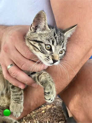    3 süße Kitten suchen ein liebevolles Zuhause   