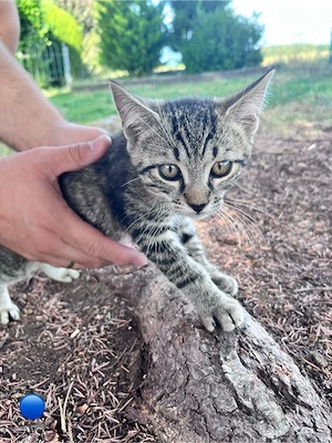    3 süße Kitten suchen ein liebevolles Zuhause    Bild 3