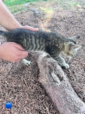   3 süße Kitten suchen ein liebevolles Zuhause    Bild 4