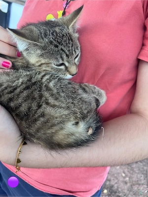    3 süße Kitten suchen ein liebevolles Zuhause    Bild 2