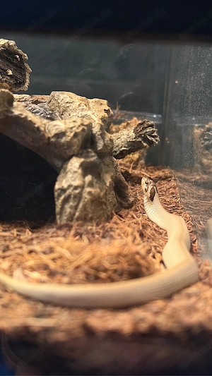 Heterodon Nasicus 0.1 2025 | Axanthic Arctic Super Conda