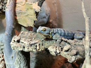 blauer felsenleguan 1,0 Bild 2