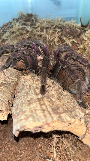 pamphobeteus sp machalla subadult 0.1 