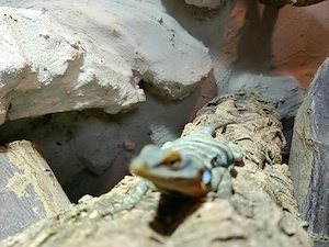 blauer felsenleguan 1,0