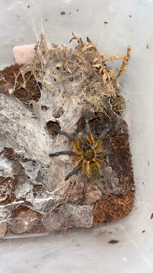 harpactira pulchripes 0.0.1
