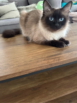 Siam kitten Bild 3