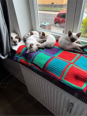 Siam kitten Bild 4