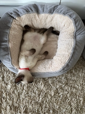 Siam kitten Bild 5