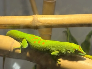 Madagaskar-Taggecko-Pärchen Bild 2