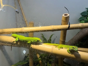 Madagaskar-Taggecko-Pärchen