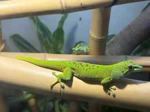 Madagaskar-Taggecko-Pärchen Bild 3