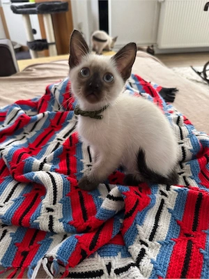 Siam kitten Bild 2