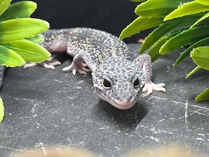 Traumhafte Leopardgecko Dame   