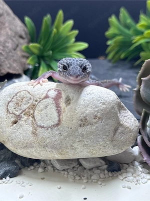 Traumhafte Leopardgecko Dame    Bild 3