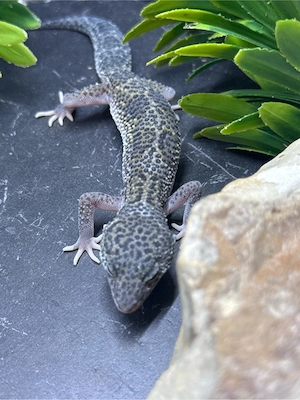 Traumhafte Leopardgecko Dame    Bild 4