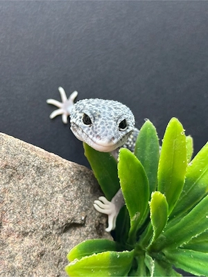 Traumhafte Leopardgecko Dame    Bild 2