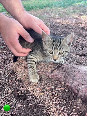   3 süße Kitten suchen ein liebevolles Zuhause    Bild 8
