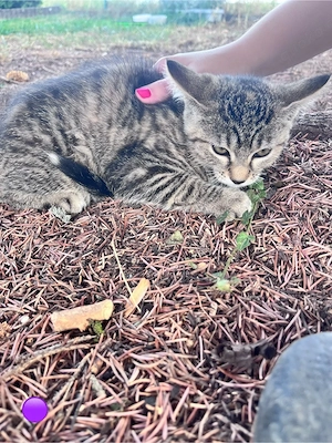    3 süße Kitten suchen ein liebevolles Zuhause    Bild 7