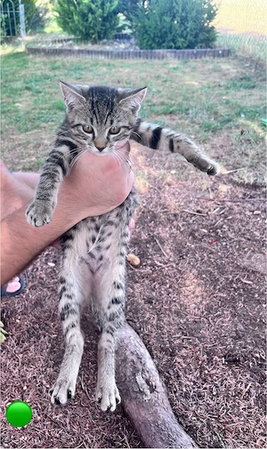    3 süße Kitten suchen ein liebevolles Zuhause    Bild 9