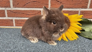 Zwergkaninchen Löwenköpfchen Rammler Jungtier