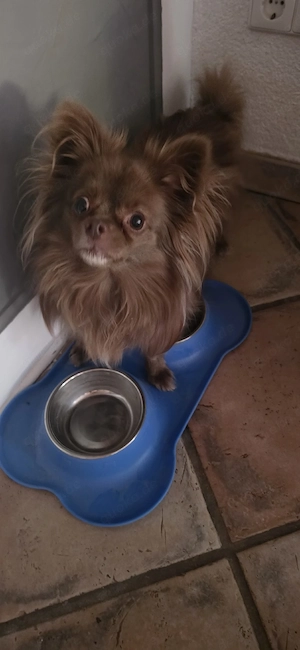 Balu sucht ein neues zu Hause