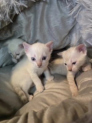 Abgabebereit Bengal Kitten wbl. Stammbaum Eltern 10 Tests Katze Kater