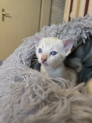 Abgabebereit Bengal Kitten wbl. Stammbaum Eltern 10 Tests Katze Kater Bild 6