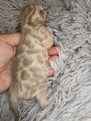 Abgabebereit Bengal Kitten wbl. Stammbaum Eltern 10 Tests Katze Kater Bild 5
