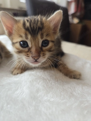 Abgabebereit Bengal Kitten wbl. Stammbaum Eltern 10 Tests Katze Kater Bild 4