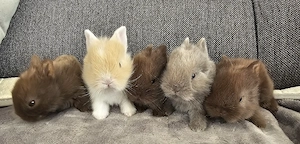 Baby Zwergkaninchen Löwenköpfchen 