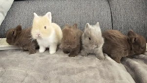 Baby Zwergkaninchen Löwenköpfchen 