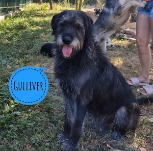 Gulliver, wunderhübscher, absolut lieber und verträglicher Seelenhund