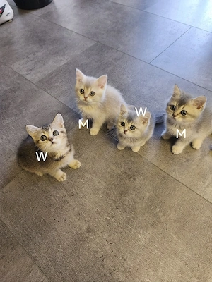 BKH- Kitten 