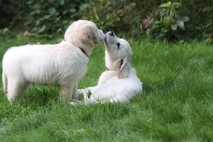 TOP Golden Retriever - 12 Wochen - Rüde & Hündin