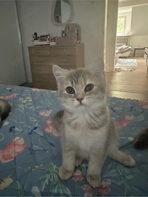    2 wunderschöne Britisch Kurzhaar 
