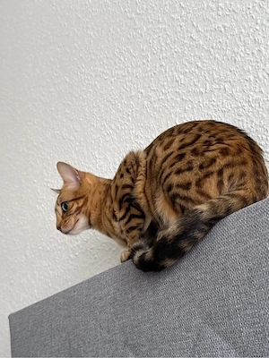 Bengalkatze