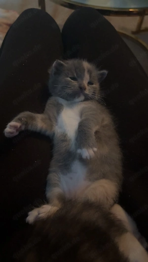baby katzen